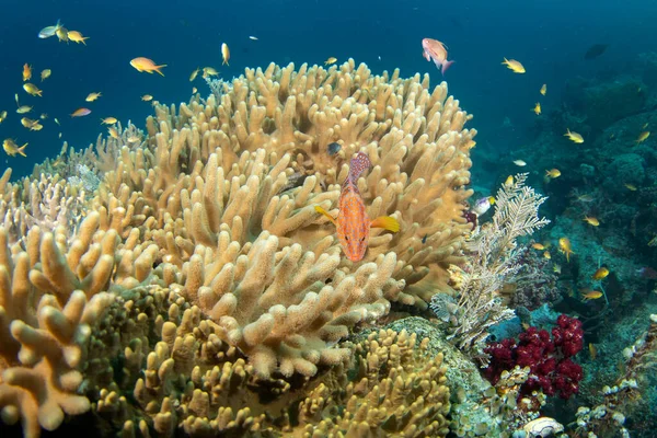Cephalopholis Miniata Dive Raja Ampat Coral Grouper Laying Coral Grouper — Stock Photo, Image