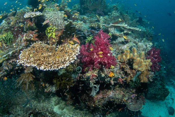 Obfite Morze Raja Ampat Nurkowanie Indonezji Dno Pełne Korali Anemonów — Zdjęcie stockowe