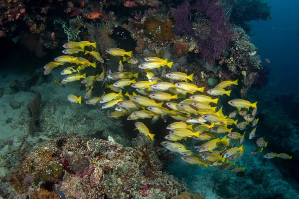 模仿的山羊鱼和黄鳍山羊鱼在大浅滩中游泳 Mulloidichthys Mimicus和Mulloidichthys Vanicolensis潜水在Raja Ampat 在印度尼西亚丰富的海洋 黄色和蓝色线的小黄鱼 — 图库照片