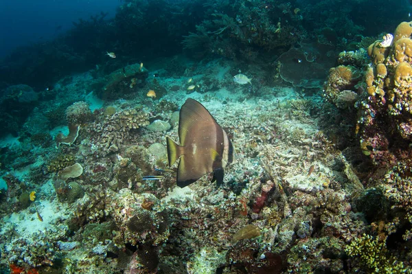 Platax Teira Sul Fondo Pesce Spada Durante Immersione Raja Ampat — Foto Stock