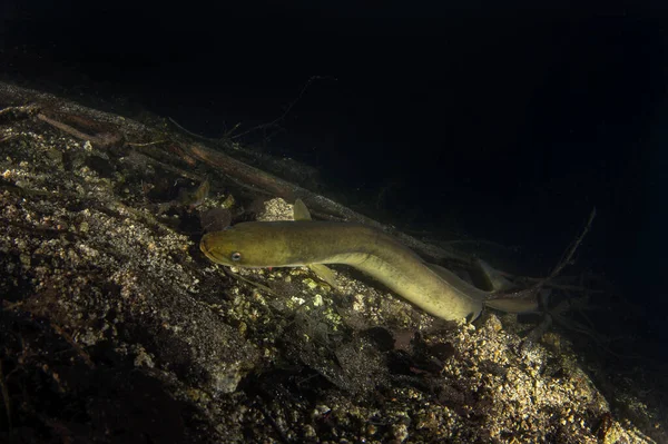 欧洲鳗鱼躺在海底 鳗鱼夜间在湖中潜水 欧洲水 — 图库照片