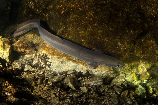 Anguille Européenne Repose Sur Fond Anguille Pendant Plongée Nuit Dans — Photo
