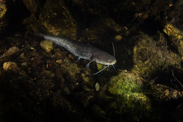 鳗鱼正躺在海底 夜深人静的时候在湖里游泳 欧洲水 — 图库照片
