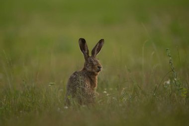 Avrupa tavşanı çayırda besleniyor. Lepus europaeus çayırda. Avrupa 'da vahşi yaşam. 