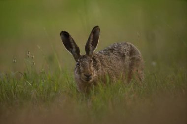 Avrupa tavşanı çayırda besleniyor. Lepus europaeus çayırda. Avrupa 'da vahşi yaşam. 