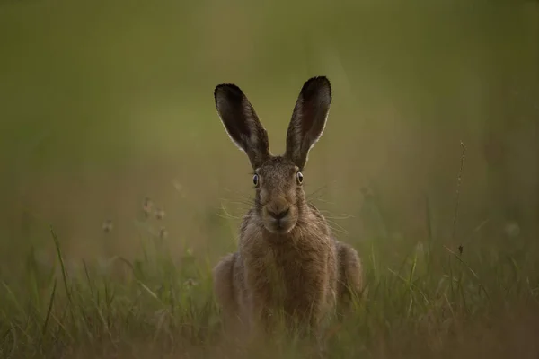 ヨーロッパのウサギは牧草地で餌を与えている 草原のレプス エウロパエウス ヨーロッパの野生生物 — ストック写真