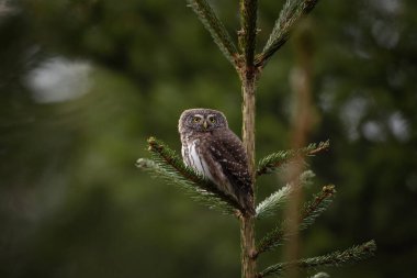 Ağaçta Avrasya pigme baykuşu oturuyor. Glaucidium passerinum göz göze geliyor. Avrupa 'nın en küçük baykuşu.