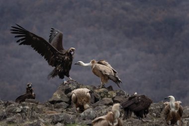 Kara Akbaba, Griffon akbabalarına karşı savaşıyor. Gyps fulvus ve aegypius monachus birlikte Rodop dağlarındadır. Avrupa doğası. 