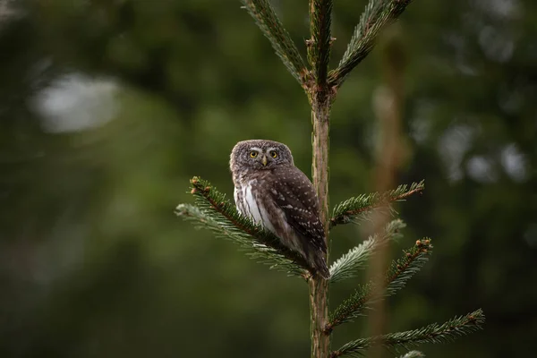 欧亚侏儒猫头鹰正坐在树上 百草枯是看着眼睛对眼睛 欧洲最小的猫头鹰 — 图库照片
