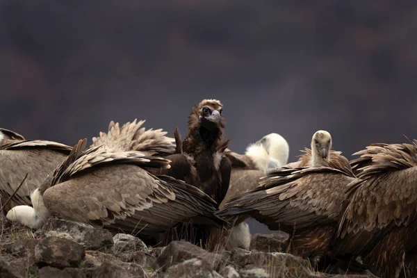 Black Vulture Fighting Griffon Vultures Gyps Fulvus Aegypius Monachus Together — Stock Photo, Image