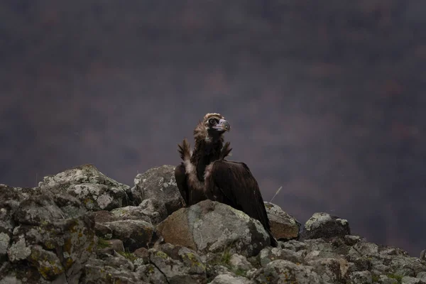 Buitre Cinéreo Las Montañas Rhodope Buitre Negro Está Buscando Comida — Foto de Stock