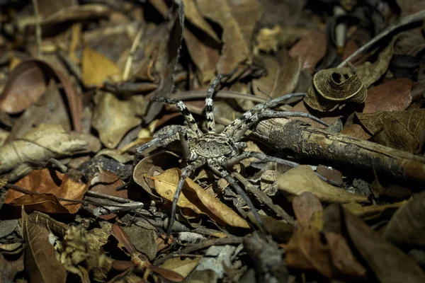 Wolf Spider Hunting Night Forest Floor Nature Kirindy Forest — Stock Photo, Image