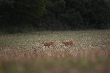 Avrupa yumurtası geyiği, capreolus capreolus, çayırda. Geyik dişi arıyor. Azgınlık zamanlarında geyik. Avrupa doğası.