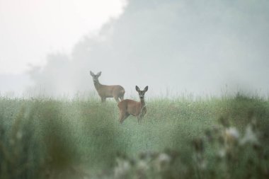 Avrupa yumurtası geyiği, capreolus capreolus, çayırda. Geyik dişi arıyor. Azgınlık zamanlarında geyik. Avrupa doğası.