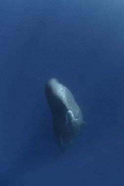 ispermeçet balinası, filozof makrosefalus, Hint Okyanusu