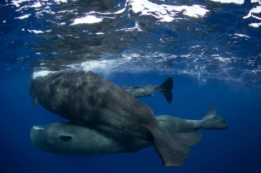 ispermeçet balinası, filozof makrosefalus, Hint Okyanusu