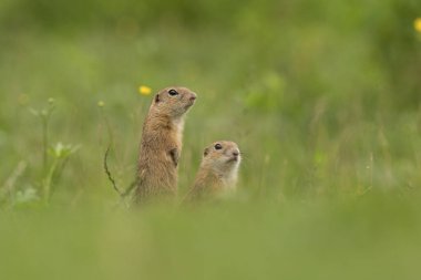 Yer sincabı çayırda alarma geçti.