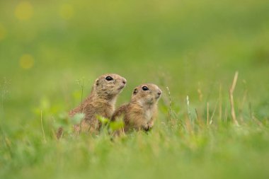 Yer sincabı çayırda alarma geçti.