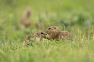 Yer sincabı çayırda alarma geçti.