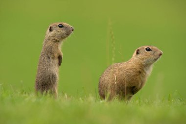 Yer sincabı çayırda alarma geçti.