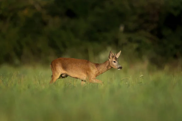 ヨーロッパのカプレオラス カプレオラス Capreolus Capreolus は牧草地にある 鹿が犬を探している ルーティング時間中に鹿 ヨーロッパの自然 — ストック写真