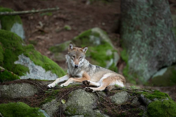 Lobo Floresta Escura Lobo Durante Dia Predadores Raros Têm Resto — Fotografia de Stock
