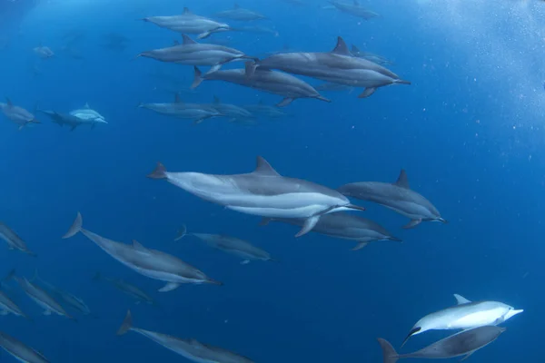 stock image spinner dolphin, stenella longirostris, Mauritius