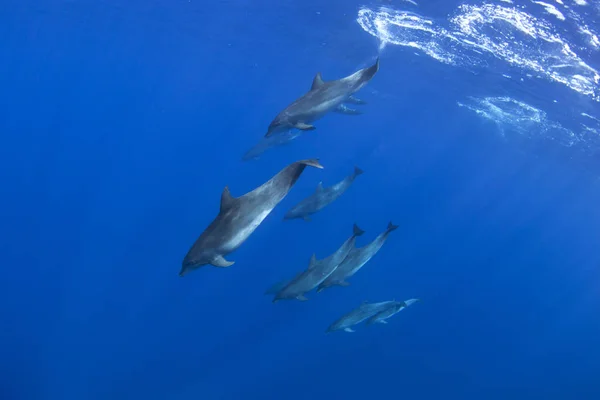 Обыкновенный Дельфин Tursiops Truncatus Маврикий — стоковое фото