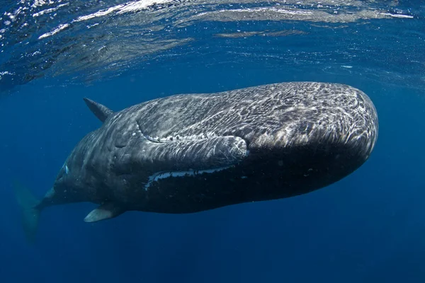 Sperm Whale Physeter Macrocephalus Indian Ocean — Stock Photo, Image