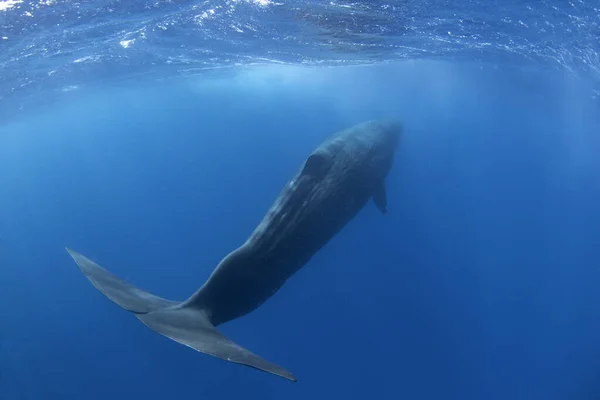 Sperm Whale Physeter Macrocephalus Indian Ocean — Stock Photo, Image
