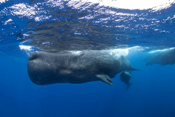 精子クジラ 物理学者マクロフェルス インド洋 — ストック写真
