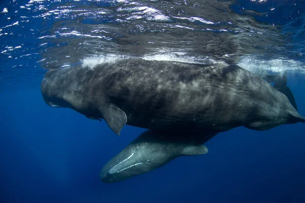 精子クジラ 物理学者マクロフェルス インド洋 — ストック写真