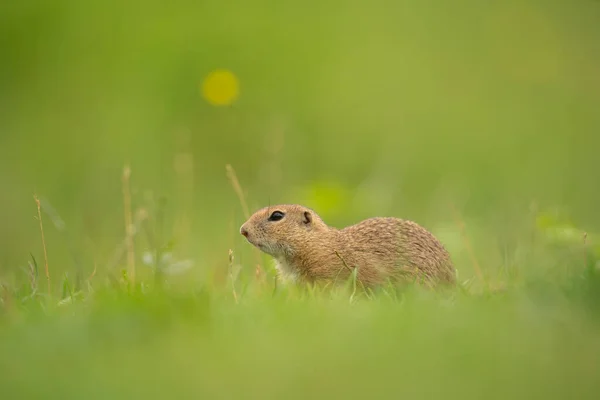 Ground Squirrel Alert Meadow — Stock Photo, Image
