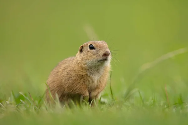 Ground Squirrel Alert Meadow — Stock Photo, Image