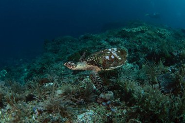 Şahin gagalı deniz kaplumbağası deniz yatağında yatıyor. Raja Ampat 'taki dalış sırasında Eretmochelys Imbricata. Endonezya 'da deniz yaşamı.