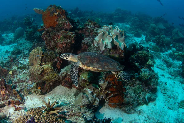 Tartaruga Marinha Hawksbill Está Deitada Fundo Mar Eretmochelys Imbricata Durante — Fotografia de Stock