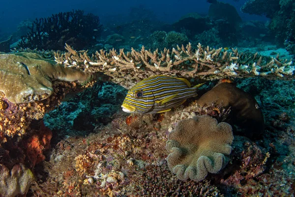 リボンスイートはサンゴの下に隠れています ラジャ アムパットでのダイビング中にポリタニアのコレクターチヌス 黄色いストライプが付いている魚は底の近くにとどまっています インドネシアの海洋生物 — ストック写真