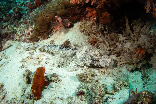 Cymbacephalus Beauforti Liegt Auf Dem Meeresboden Krokodilfisch Beim Tauchen Raja — Stockfoto