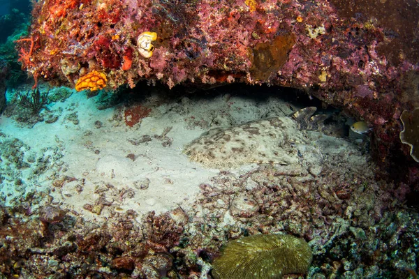 塔索拉 伍贝孔正躺在海底 在Raja Ampat潜水过程中的Eucross Sorhinus Dasypogon 印度尼西亚的海洋生物 — 图库照片