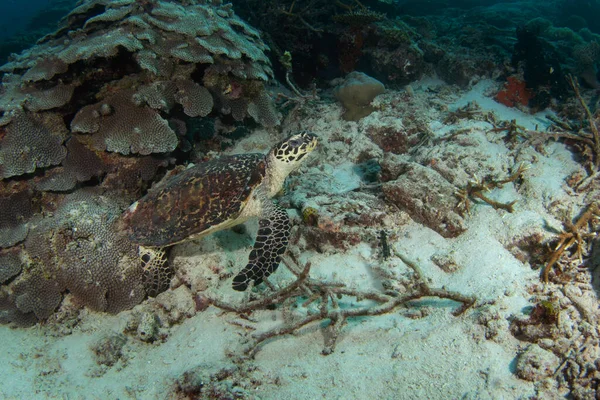 Hawksbill Sea Turtle Lying Seabed Eretmochelys Imbricata Dive Raja Ampat — Stock Photo, Image