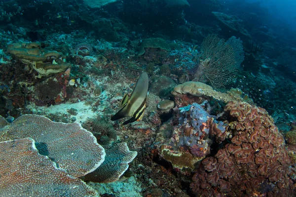 Platax Teira Dive Raja Ampat Longfin Batfish Swimming Corals Rich — Stock Photo, Image