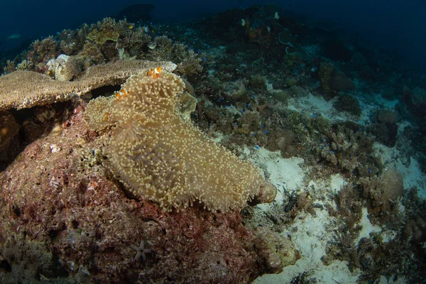 底部是假的小丑鳗鱼 在与Anemon共生的过程中 章鱼与Anemon共生共生 在Raja Ampat潜水过程中 假的潜鱼 有白色条纹的小桔子鱼生活在海葵中 — 图库照片