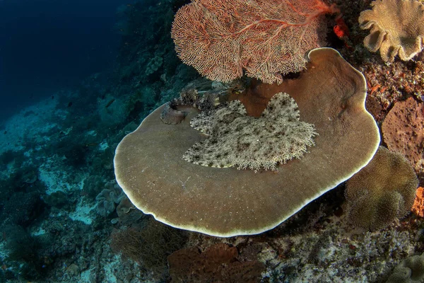 Tassed Wobbegong Leží Mořském Dně Eucrossorhinus Dasypogon Během Potápění Raja — Stock fotografie