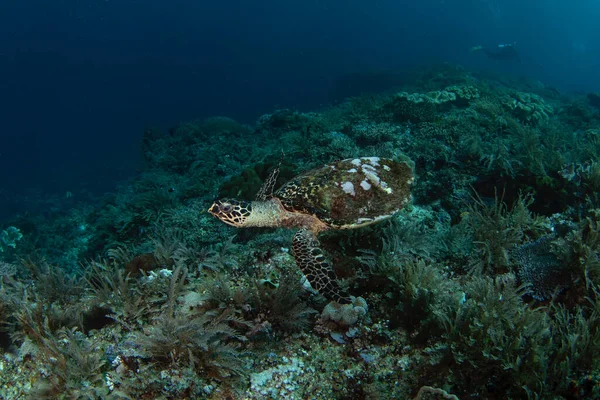 霍克斯比尔海龟躺在海底 在Raja Ampat潜水时Eretmochelys Imbricata 印度尼西亚的海洋生物 — 图库照片