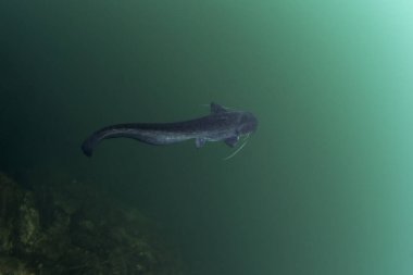Wels yayın balığı yüzeye yakın. Göldeki dalış sırasında silurus bezi. Doğal ortamında Avrupalı balıklar.