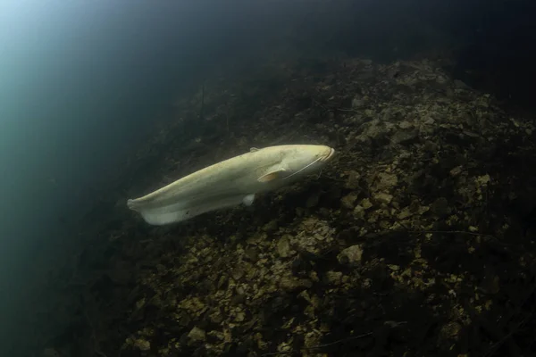 White Wels Catfish Está Nadando Fundo Silurus Glanis Durante Mergulho — Fotografia de Stock