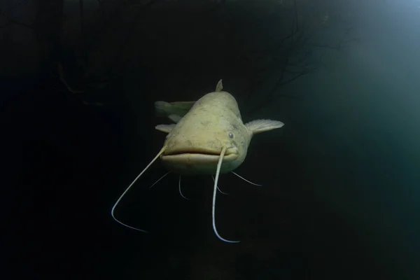 白色的接骨鱼躲藏在表面下的灌木丛中 西龙在湖中潜水时扫视了一眼 欧洲鱼类在自然界的栖息地 — 图库照片