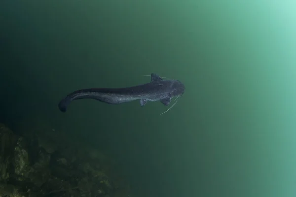 鳕鱼就在水面附近 西龙在湖中潜水时扫视了一眼 欧洲鱼类在自然界的栖息地 — 图库照片