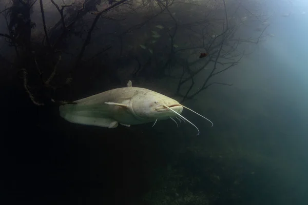 白色的接骨鱼躲藏在表面下的灌木丛中 西龙在湖中潜水时扫视了一眼 欧洲鱼类在自然界的栖息地 — 图库照片
