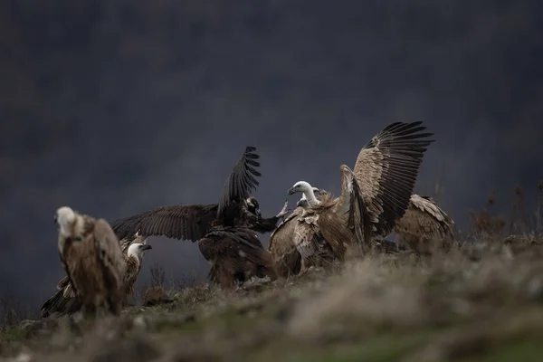 Abutre Cinereous Está Lutando Com Abutres Griffon Nas Montanhas Rhodope — Fotografia de Stock